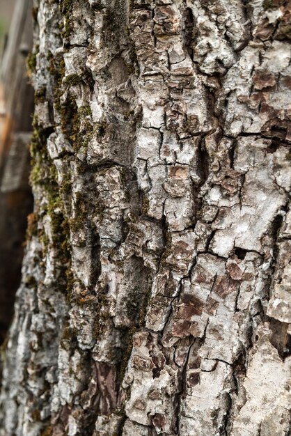 Texture light wood large bark old stump