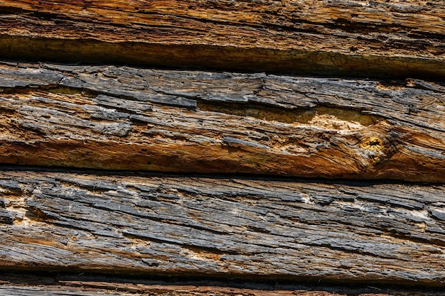 Texture of the logs damaged by wood pests Wooden pattern for background