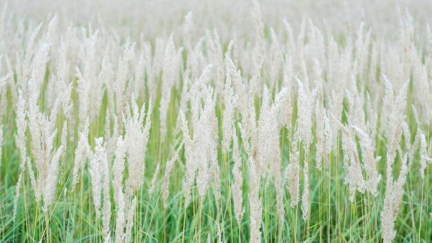 Texture of lush pastelcolored panicles against the green grass of the lawn 2