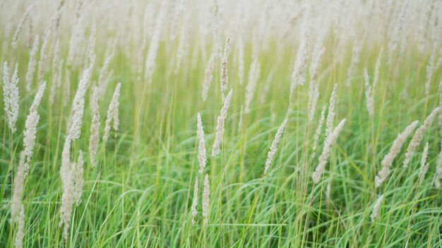 Texture of lush pastelcolored panicles against the green grass of the lawn 5