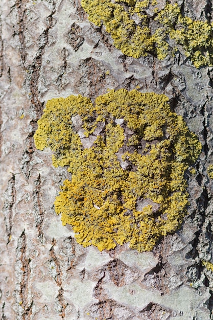 Texture of  Manchurian walnut bark 