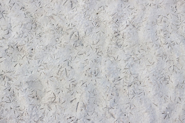 Texture of many bird tracks on the ground