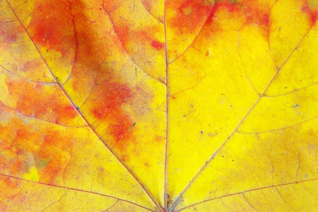 Texture of a maple leaf as background