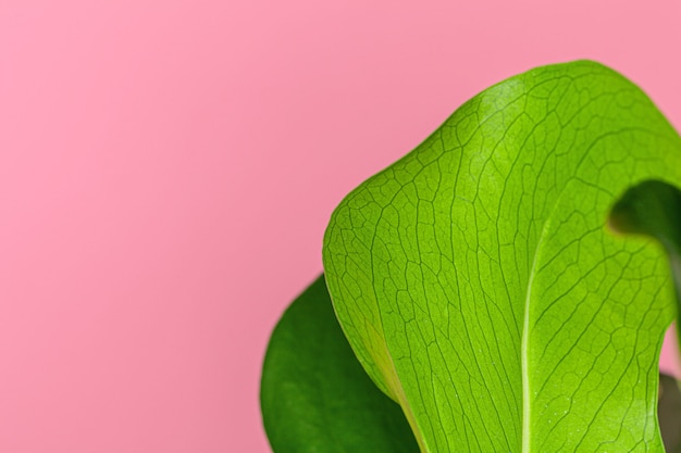 Photo texture of a monstera leaf close up on pink pastel surface