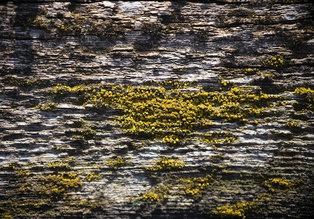 Photo texture of moss on old wood macro photo