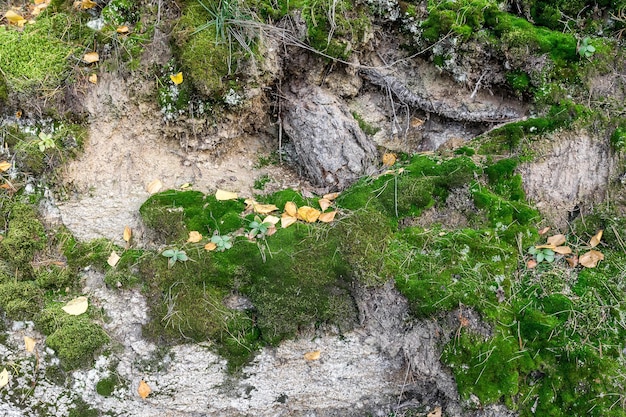 The texture of moss on the sandy slope of a forest ravine