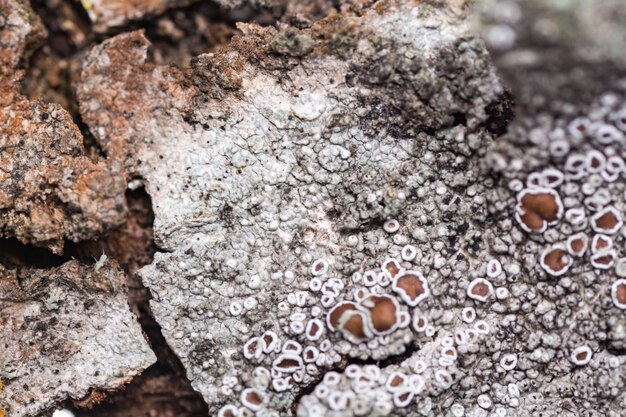 The texture of the natural bark of a tree Macro shot