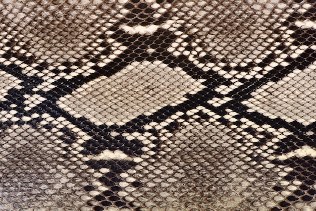 Photo texture of natural snakeskin closeup