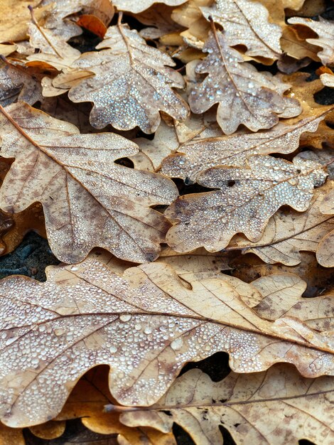 Текстура дубовых листьев, покрытых каплями росы, осенний сезон