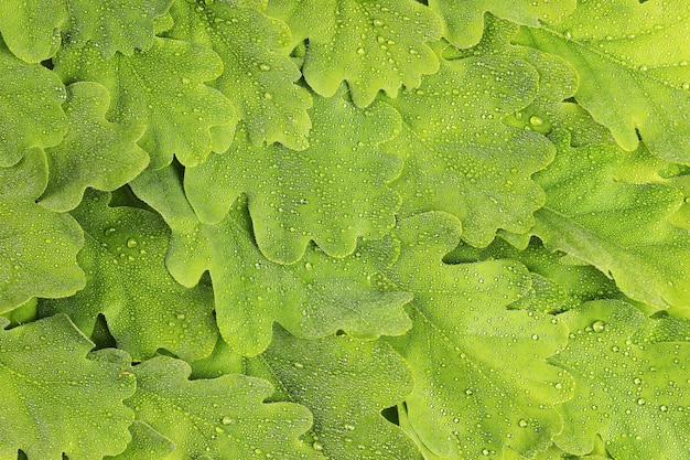 Texture of oak leaves in dew drops