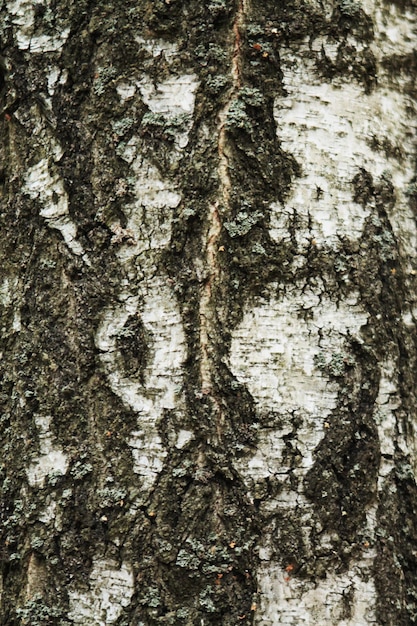 写真 傷のある白樺の樹皮の質感