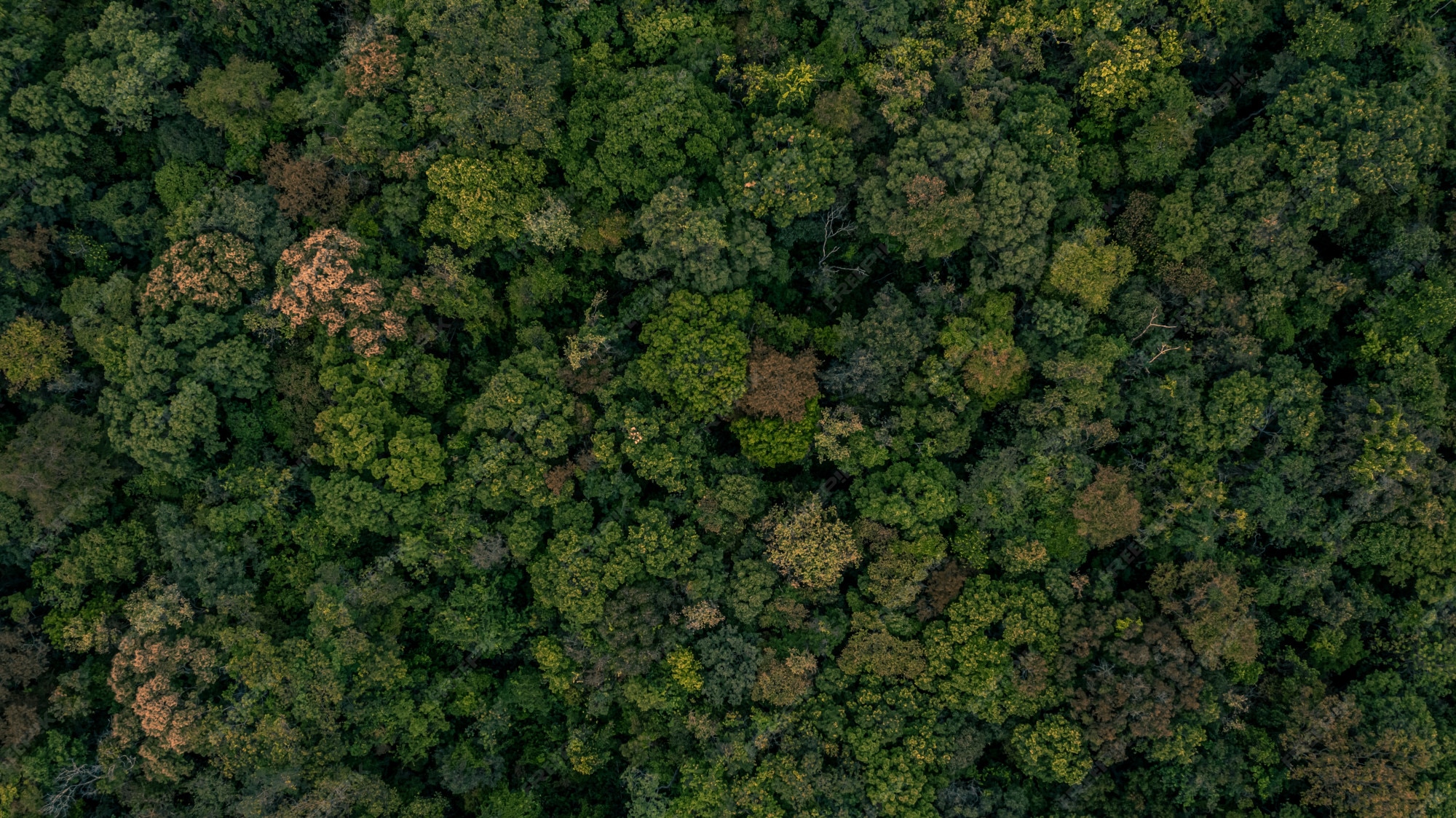 Top down seamless Forest