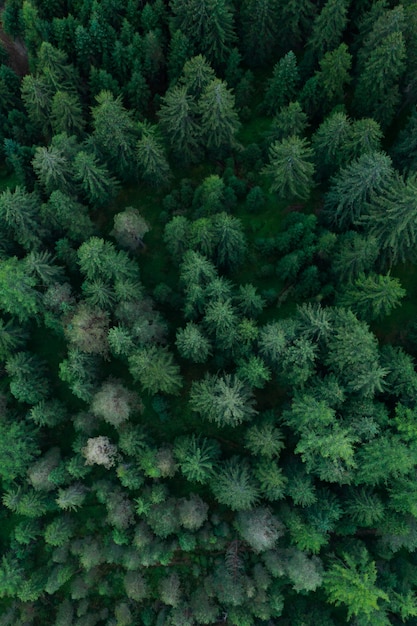 Фото Текстура лесного вида сверху, воздушный вид сверху леса, панорамное фото над вершинами соснового леса