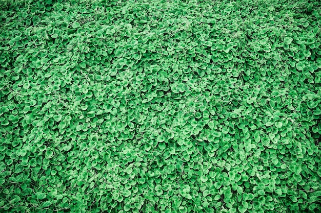 Фото Текстура зеленых листьев в лесу