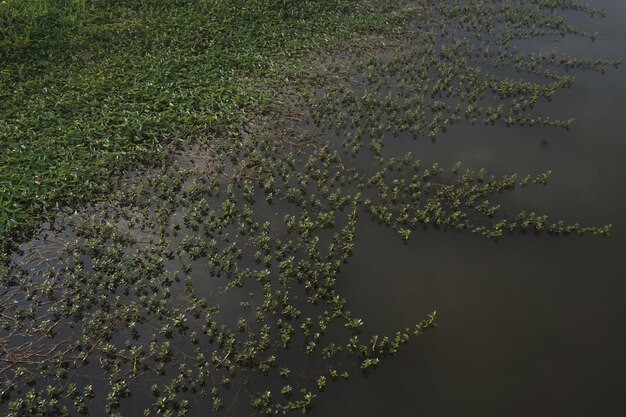 Фото Текстура цветущего лотоса на воде