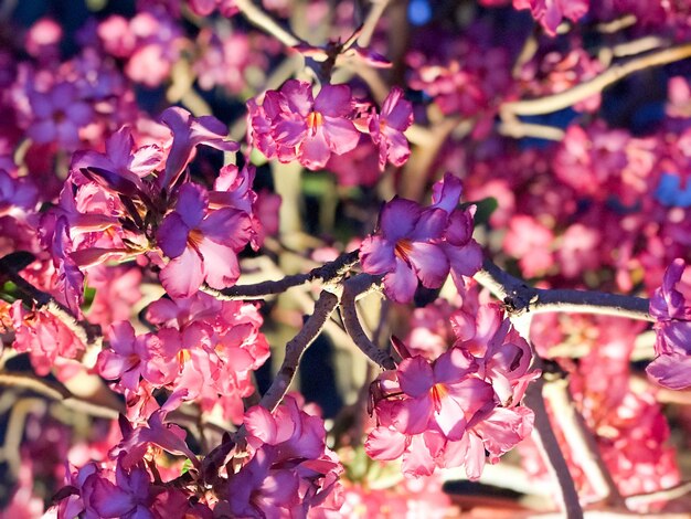 写真 暗闇の中で光る小枝の花びらを持つ紫色のハイビスカスの花のテクスチャ
