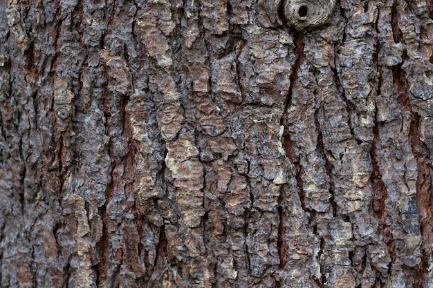 ヒマラヤスギcedrusdeodaraの樹皮の質感