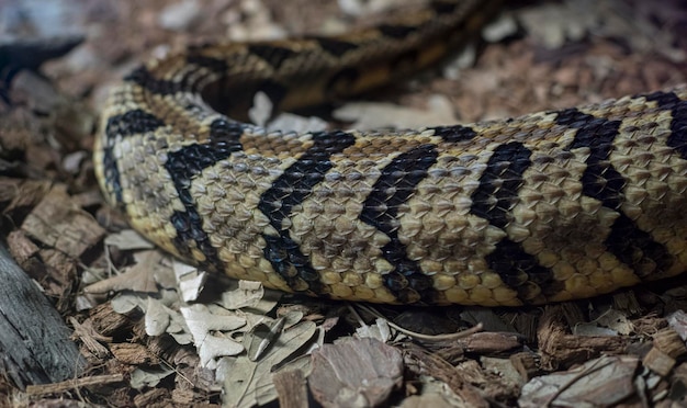 写真 ヘビの皮の質感、爬虫類の皮の詳細な鱗