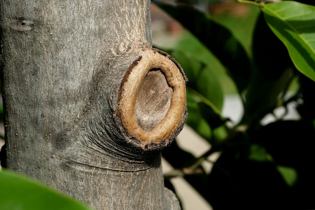 写真 木の樹皮の質感 古い木