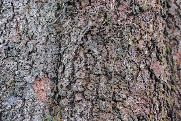 Photo texture of an old banyan tree skin in asia