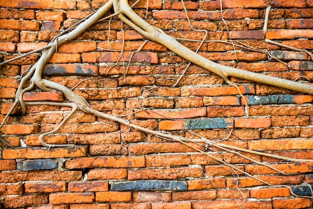 오래된 벽돌 벽과 그것을 통해 자라는 나무 뿌리의 질감 배경으로 사용할 수 있습니다
