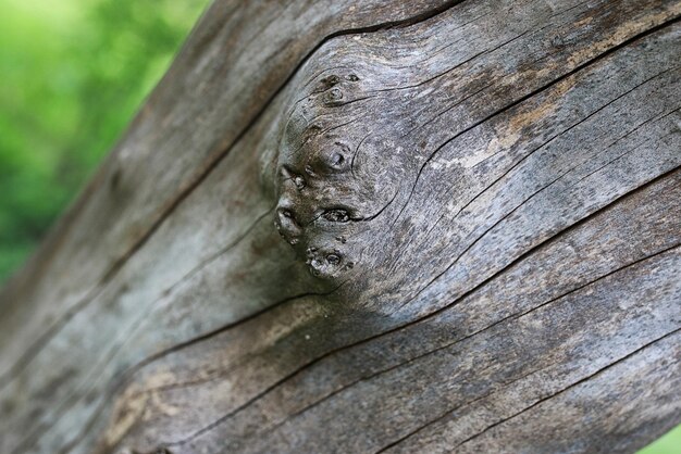 Struttura del vecchio albero prosciugato all'inizio del tronco primaverile