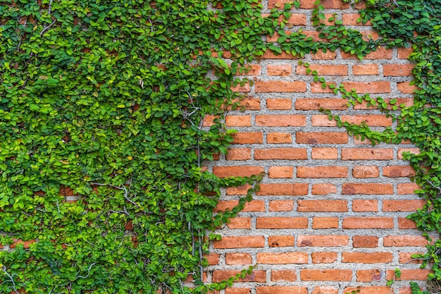 자연 배경으로 자라는 오래된 주황색 벽돌 벽의 크고 녹색 덩굴 잎의 질감