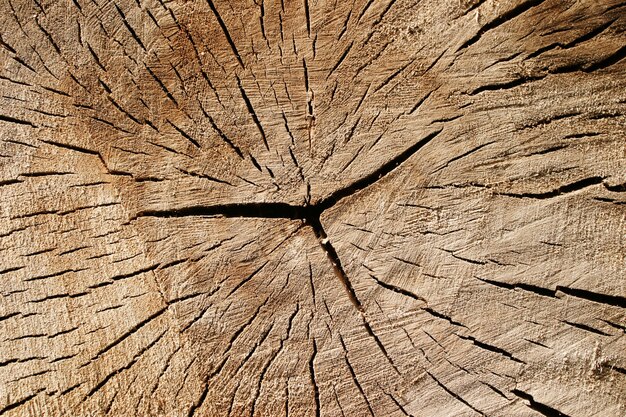 Texture of the old stump