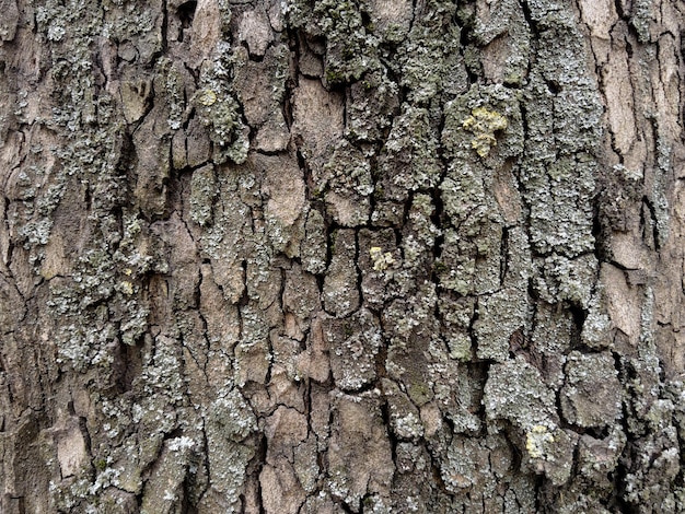 Texture of old tree bark