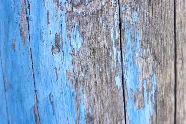 The texture of an old tree painted with peeling blue paint Closeup background for the design