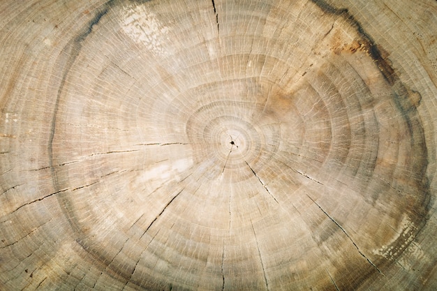 Texture of an old tree, round saw cut, Wooden background.