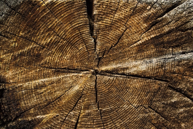 Texture of old tree stump. 