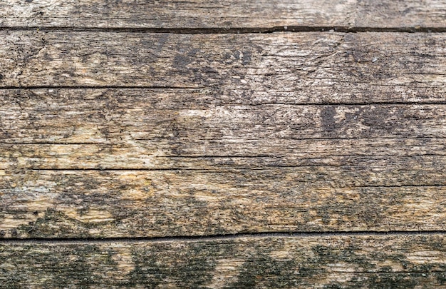 Texture of old tree trunk Close up