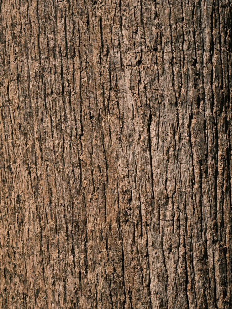 Photo texture of an old tree