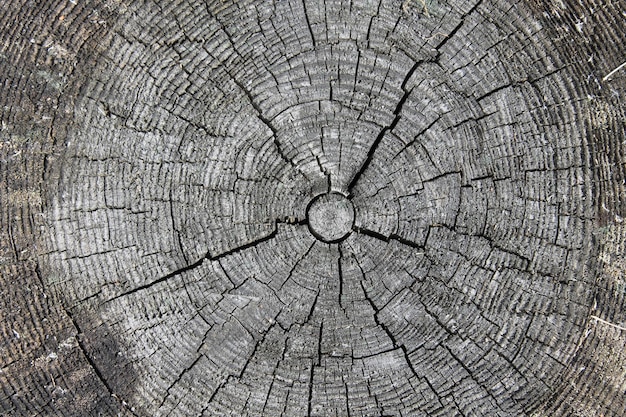 Texture of an old tree