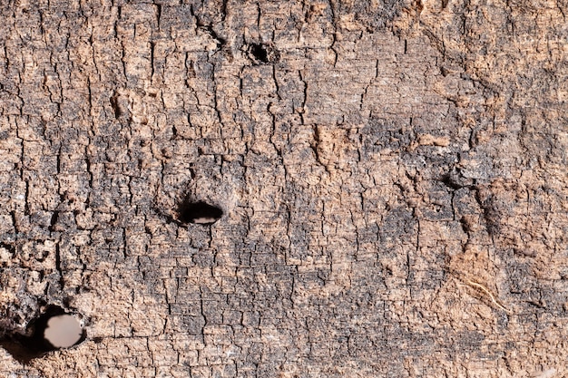 Texture old wood background.