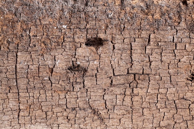 Texture old wood background.