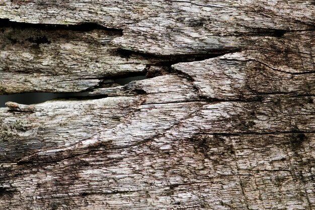 Texture of old wood background