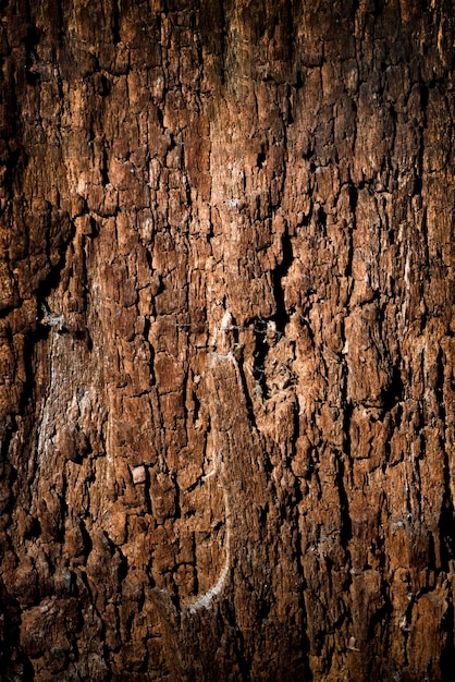 Photo texture of old wood with cracks old cracked wood background high resolution