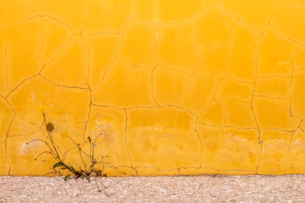 Texture of a old yellow background