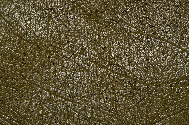 Texture of ostrich skin close up