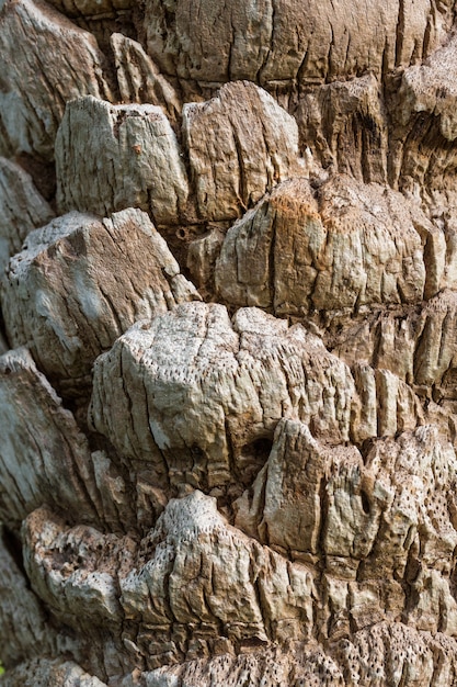 Foto trama di corteccia di palma. macro estrema da vicino.