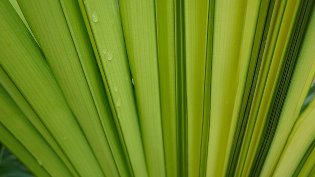 Photo texture of palm green leaf background