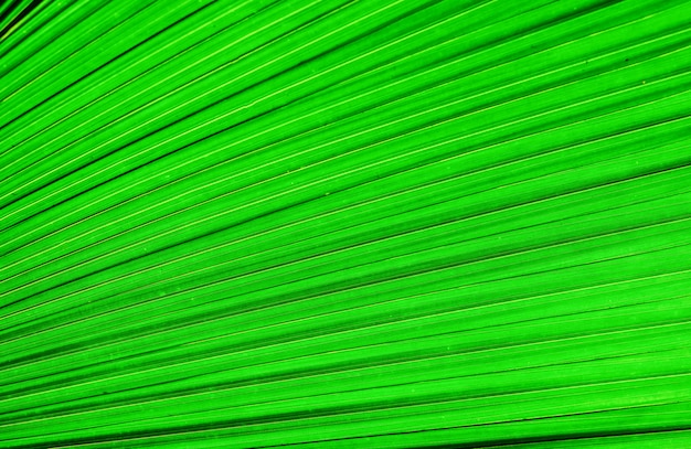 The texture of the palm leaf. The texture of the leaf of a tropical tree.