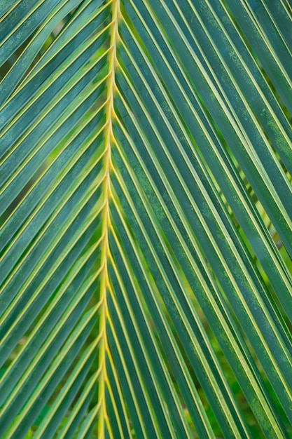 Texture of a palm leaf.