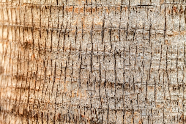 Texture of palm tree bark. Natural background