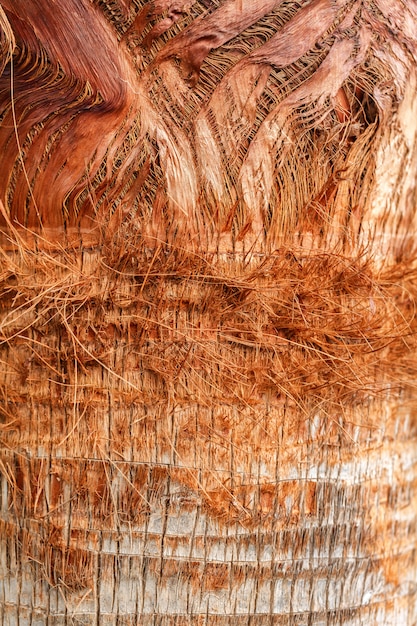 Texture of palm tree bark. Natural background