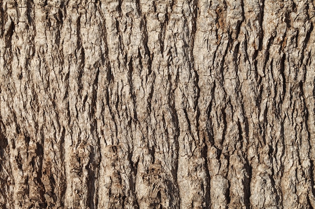 Photo texture of palm tree bark. 