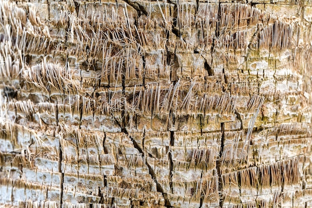 Texture of palm tree bark. 