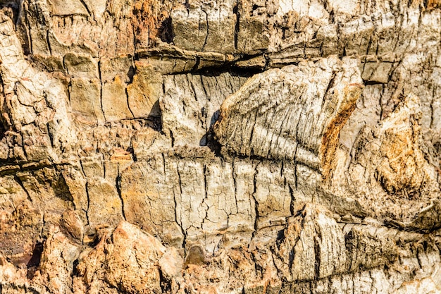 Texture of the palm tree trunk for background